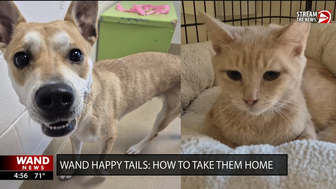WAND's Happy Tails featuring Angel and Birthday Cake